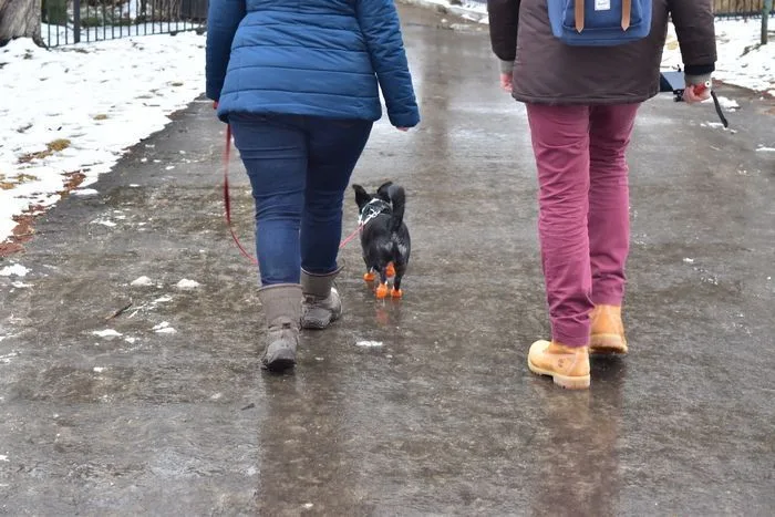 Botas de invierno perrunas en Canadá.
