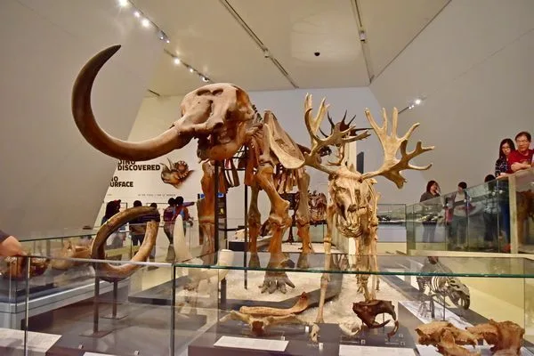 Algunos de los huesos que tienen en su colección junto con restos de dinosaurios y fósiles. 