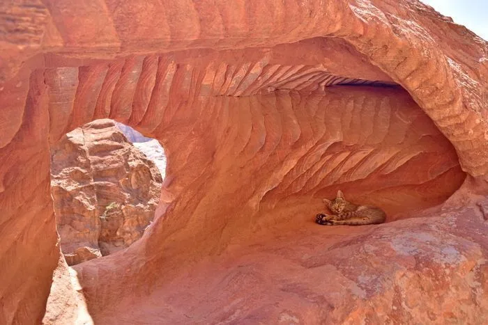 Gatos en Petra