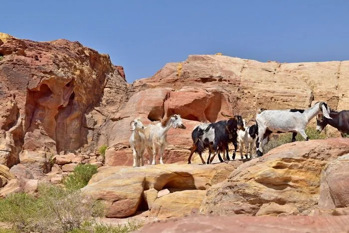 Cabras pastando libremente por Petra