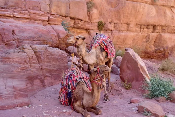 Y así tan ricamente pasan el día los camellos en Petra
