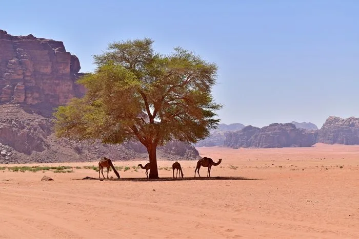 Camellos bajo un arbol solitario en el desierto de Wadi Rum