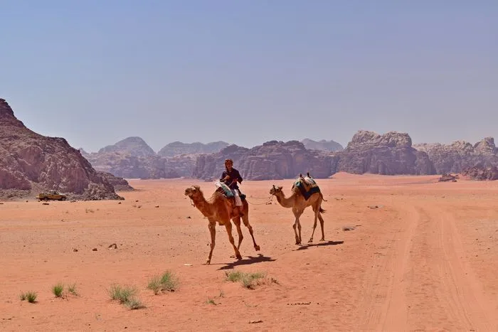 Estos son los taxis del desierto. En Wadi Rum podrás dar un paseo a camello en este majestuoso escenario.
