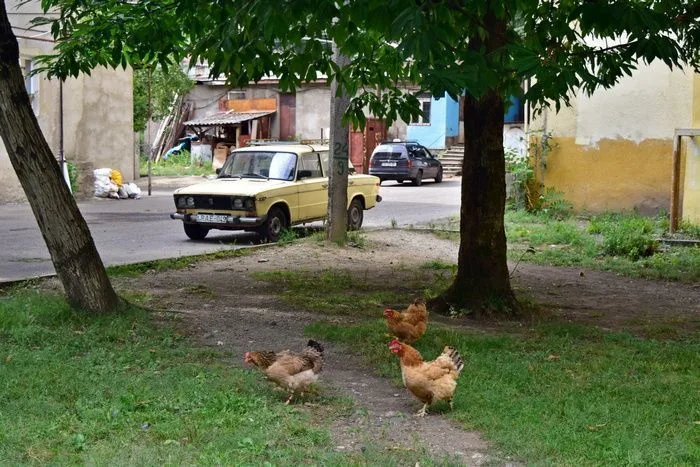 Gallinas campando a su antojo