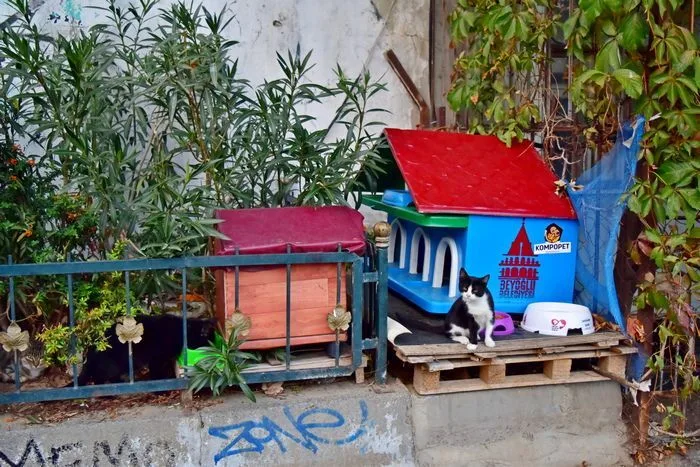 Estambul ciudad de gatos