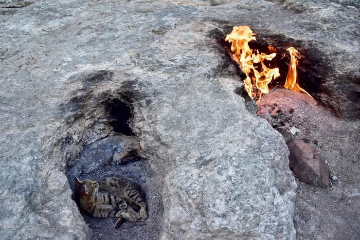 Gato listo disfrutando del calorcito del fuego que brota de las rocas.