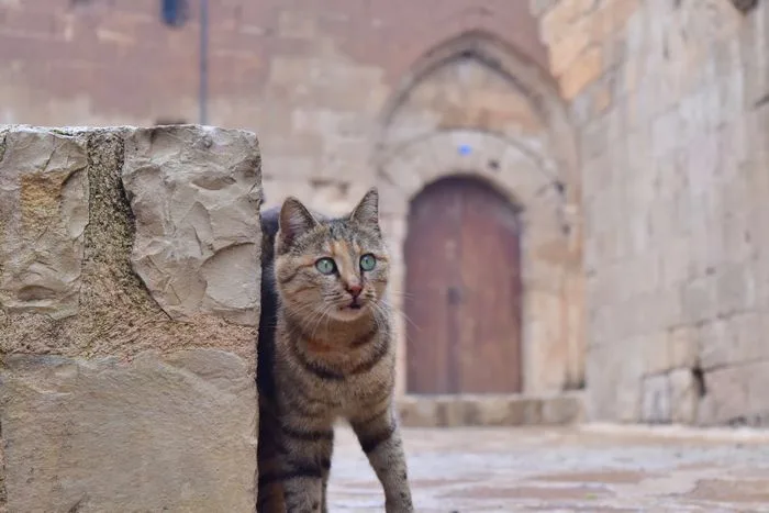 Gatito por las calles empedradas de Mardin