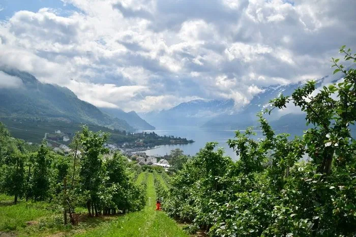 Hardangerfjord, Fiordos en Noruega