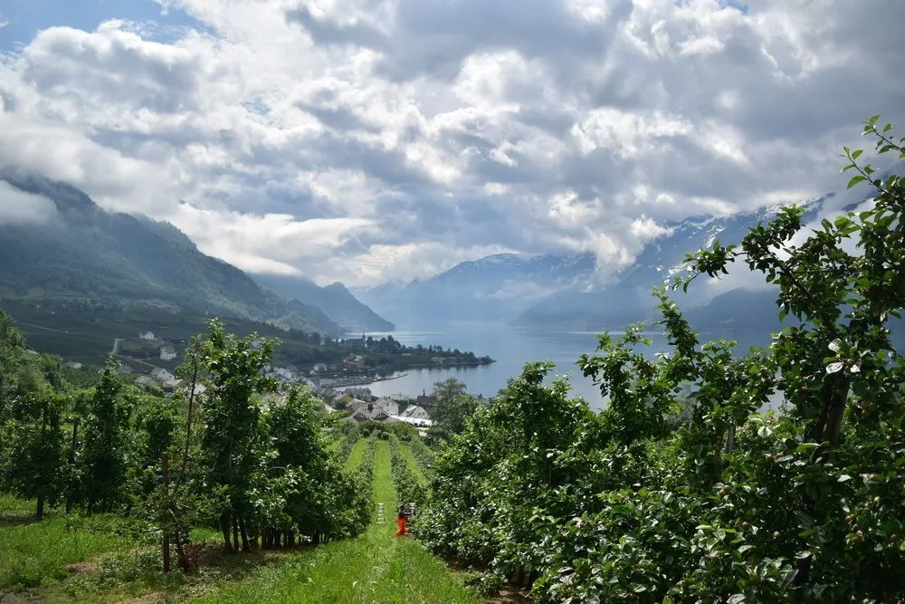 Hardangerfjord
