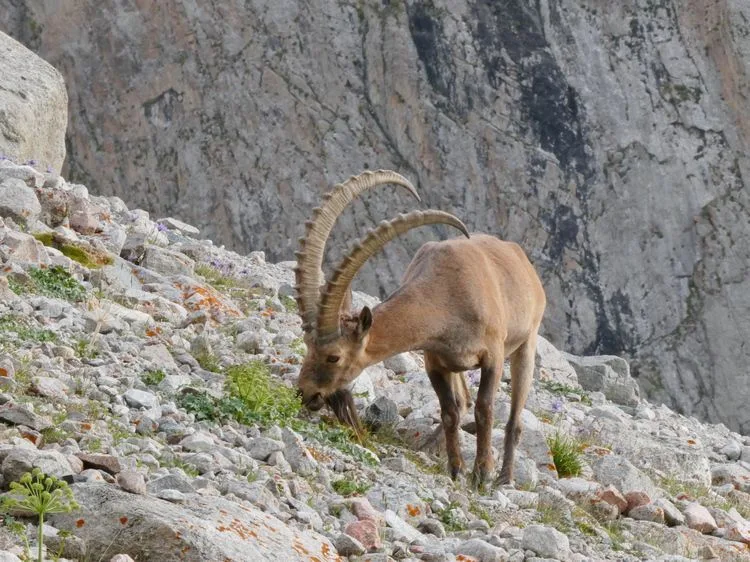 Ibex siberiano en el parque nacional Ala Archa