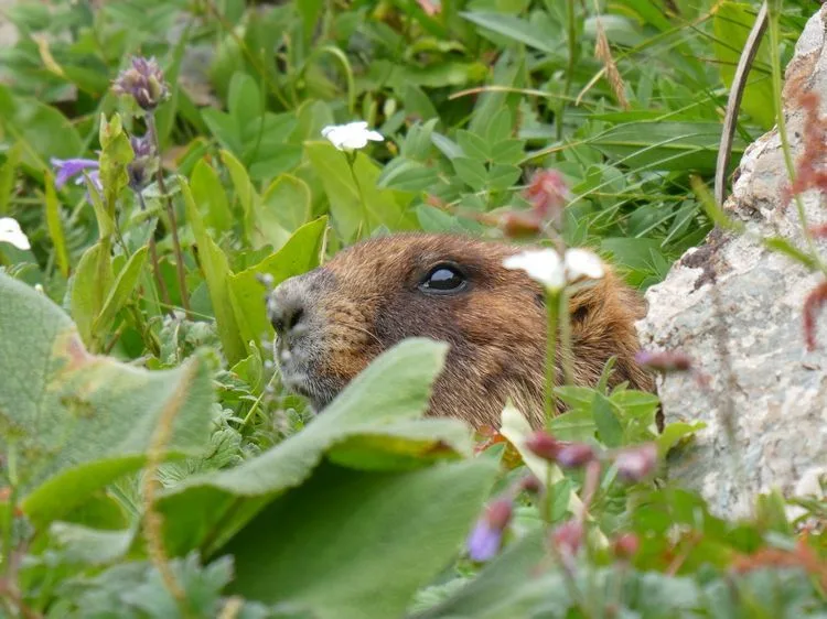 Marmota oculta en la vegetación