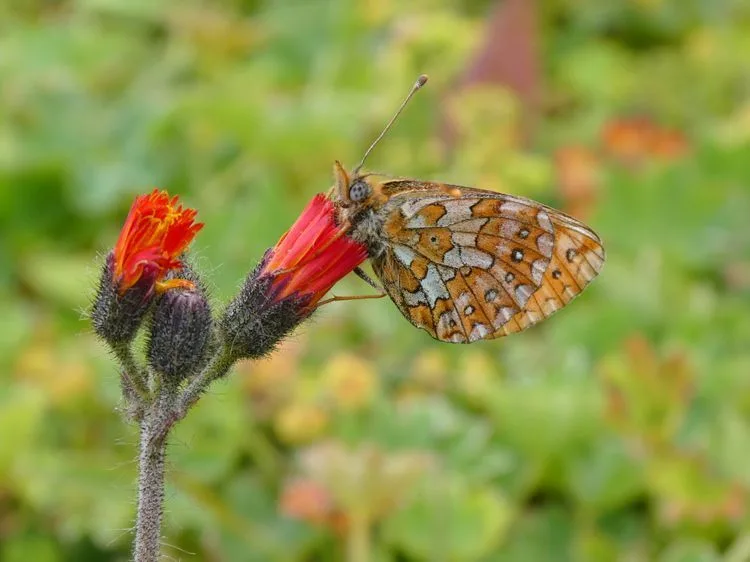 Flor con mariposa