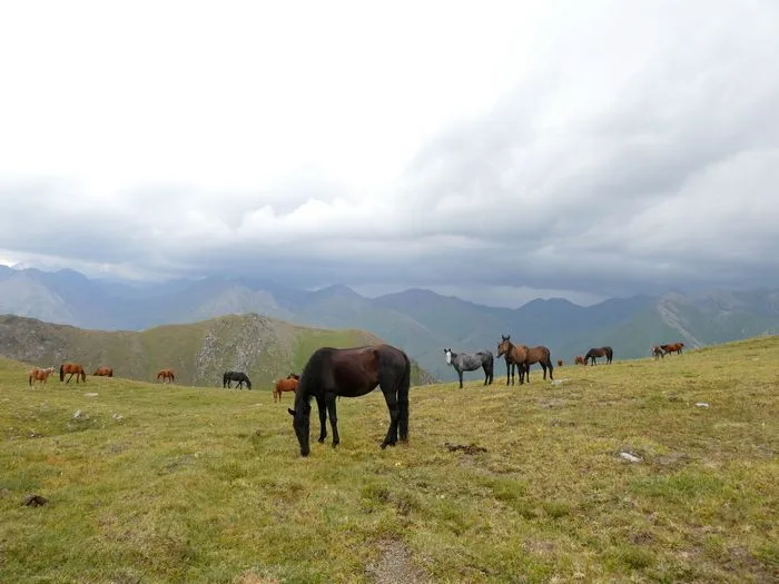 Caballos pastando con una tormenta acercándose por el fondo en Kirguistán
