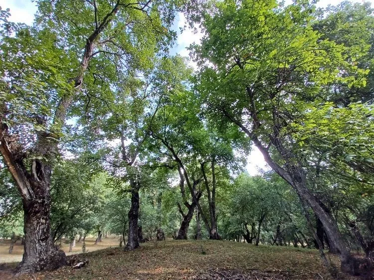 Bosque de nogales en Arslanbob