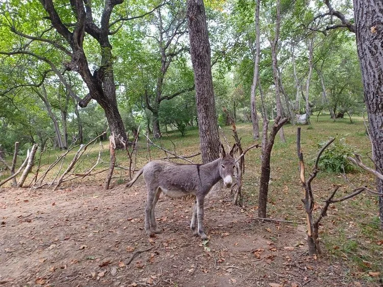 Burro entre los nogales