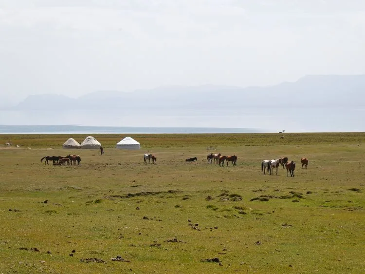 Yurtas y caballos en Song Kul, Kirguistán