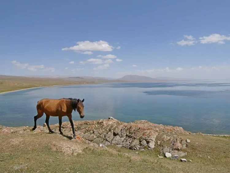 Caballo en la orilla del lago Song Kul
