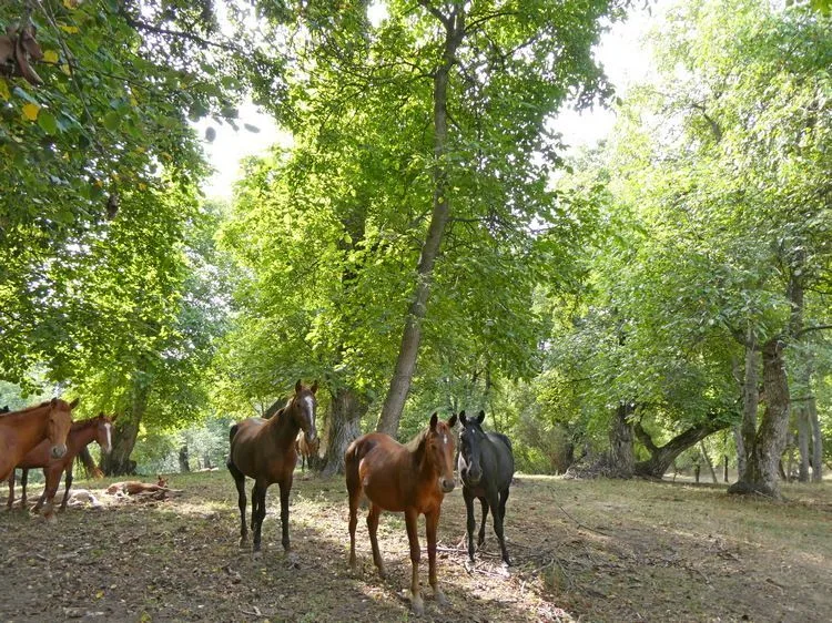 Caballos en el bosque de nogales de Arslanbob