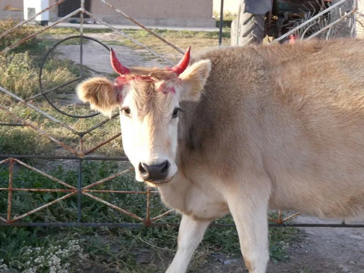 Vaca del infierno!