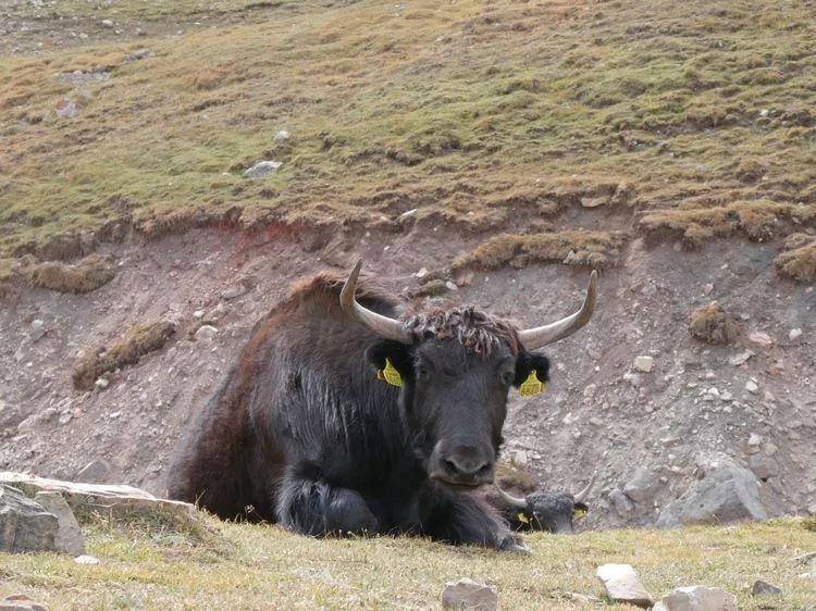 Yak en la subida al Traveller´'s pass