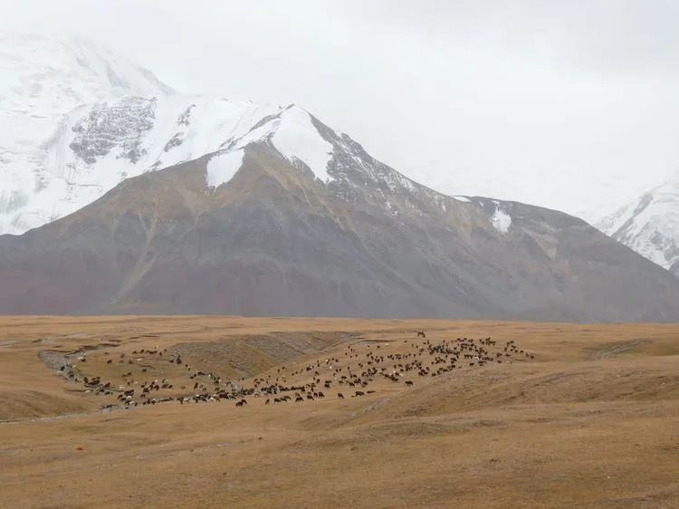Rebaño de ovejas cerca del campo base del pico Lenin