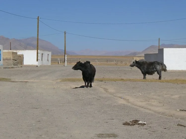 Yaks por la calles de Alichur