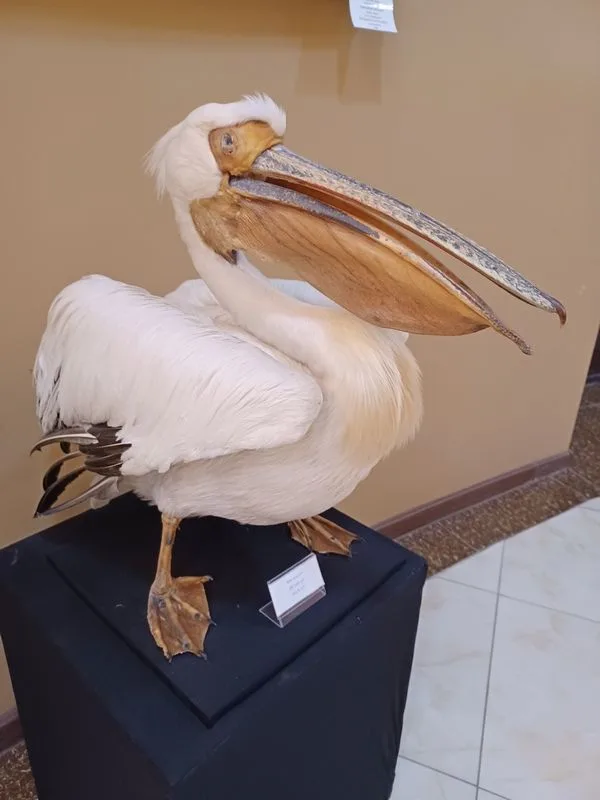 Pelicano disecado en el museo del mar de Aral en Moinaq
