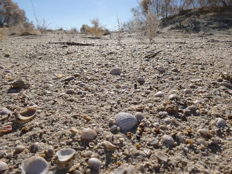 Suelo lleno de conchas en el mar de Aral