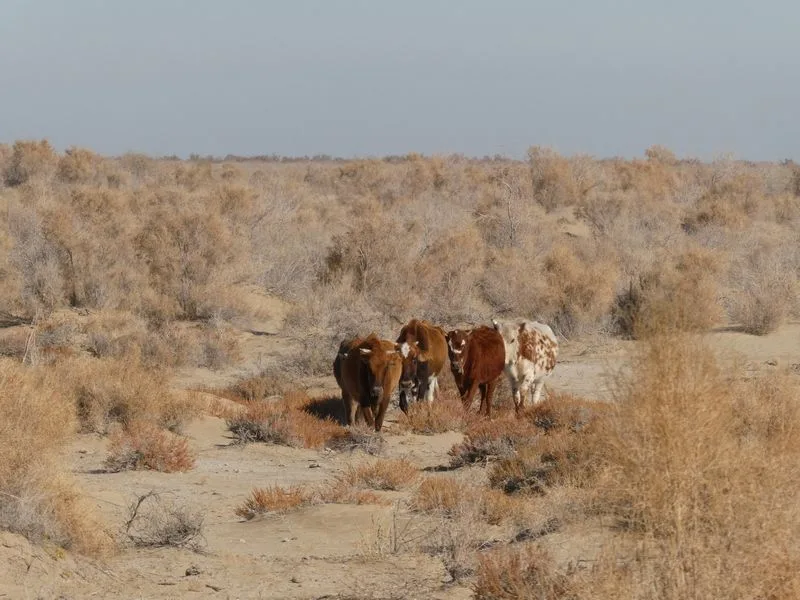 Vacas buscando alimento en el mar de Aral, Moynaq