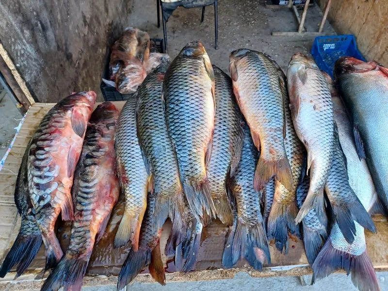 Pescado que venden en el bazar de Beyneu